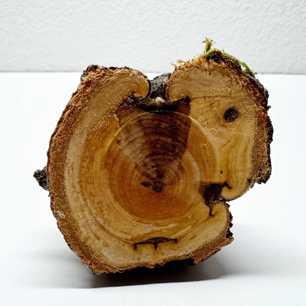 Hand Crafted Wood Mushroom Bud Vase M1